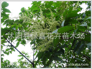 批发新采盐肤木种子 别称五倍子树,五倍柴 保质保量