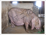 原种太湖猪产仔冠军梅山猪二花脸母猪万盛太湖猪保种场出售