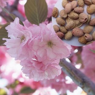 特价【 日本进口】樱花种子 单樱种子 粉红色樱花种子