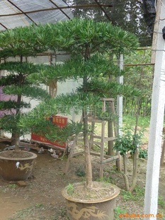 小叶罗汉松盆景 珍珠罗汉松盆景 罗汉松造型树 雀舌罗汉松盆景
