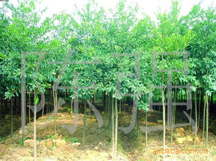 湖南风驰苗圃供应胸径8-10公分杜英树,价格实惠,诚信第一