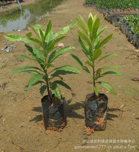 荸荠杨梅 大叶细蒂 临海早大梅 晚稻杨梅 早荠密梅 杨梅树苗