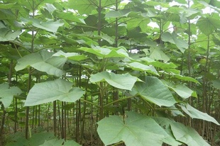 诚意园林批发泡桐种子