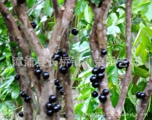 供:名贵果种苗木--中华块宝树葡萄种苗又名嘉宝果
