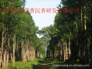 海南沉香树,野生沉香树,大直径沉香树,野生莞香树