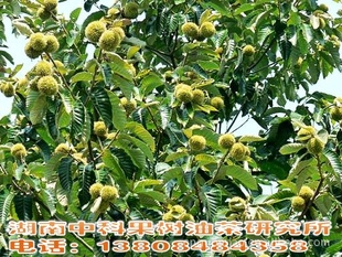 Ӧ,޽,