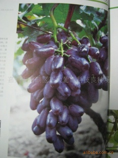 嘉兴葡萄苗批发红芭拉蒂东方星,黑琥珀,巨峰葡萄苗供超大果技术