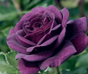 新进月季品种=大紫袍月季=花蕾大香气浓