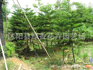 供应南洋杉 银杏 苏铁 工程月季 冬青,大叶女贞.紫薇等小苗图片