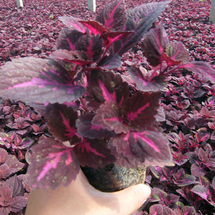 供应彩叶草(紫色,黄色),草花基地品种全,价格低
