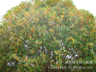 供应12cm桂花树 湖南桂花价格 桂花 桂花树