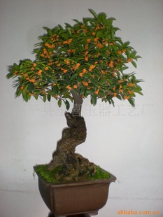 流苏古桩桂花盆景流苏种子五角枫精品桂花大树喜树紫薇指导价 流苏古