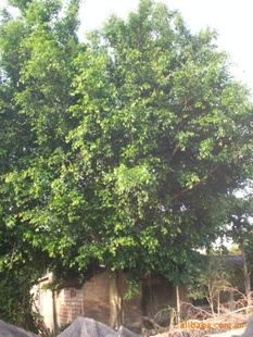 供垂叶榕绿化树