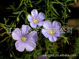 常年供应蓝花亚麻种子 花卉种子 盆栽草花品种种子 观赏花卉