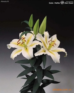 供应索尔邦等百合,花头好,枝条长