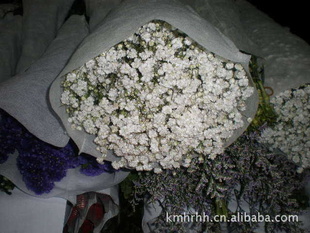 花店配花批发,供应云南优质鲜切花花材-满天星