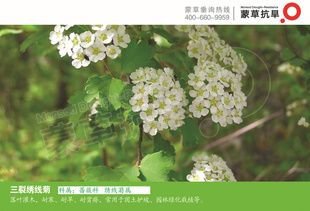 三裂绣线菊-灌木-蒙草抗旱低碳绿化-稍耐荫,耐寒,耐旱