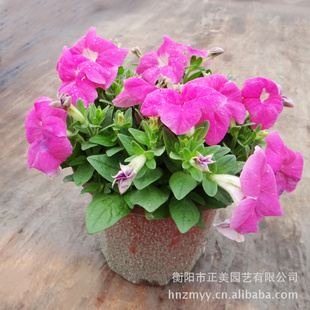 基地常年供应大量花坛花卉小盆景牵牛花