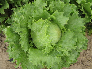 【结球生菜种子】绿结球生菜包心卷心沙拉菜种子圆球叶菜蔬菜菜籽