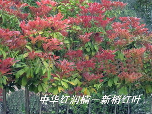 中华红润楠(红润楠 红楠 另有刨花楠 金丝楠木 浙江楠)