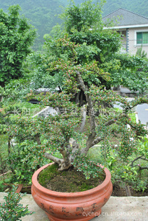 供应长阳精品花卉盆景 铺地蜈蚣盆栽