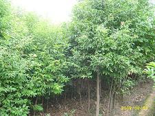 【基地自产】阴香绿化苗木,阴香袋苗,各种规格