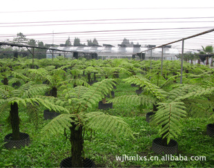 供应河边桫椤