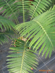 刺叶非洲苏铁 dioon spinulosum