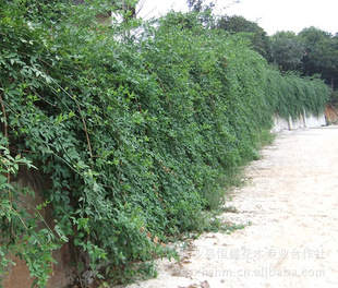 大量供应工程绿化苗木地被苗木藤本植物迎春,大叶迎春花