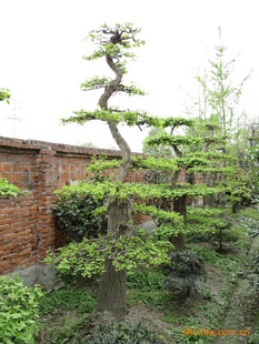 供应工程绿化苗木,花园,别墅点缀用银杏造型盆景树桩