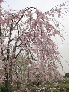 供应八重红枝垂樱花苗木