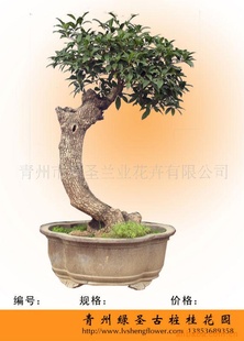 Ӧݹ,辰,,ľ辰