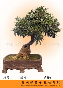 供应古桩桂花,桂花,桂花盆景,盆景