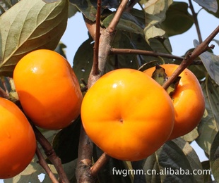 南方果树阳丰柿柿子苗日本甜柿柿子树大秋柿方柿果树种子种苗