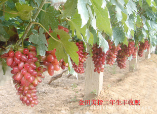供应金田美指葡萄苗,金田蜜,金田红,金田皇家无核葡萄苗
