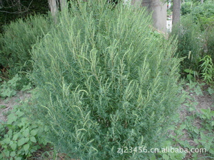 扎扫帚--铁扫帚种子1000粒一包20元