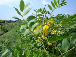 驱蛇植物--蛇灭门种子100粒15元