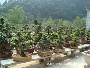 大量供应--中华蚊母景观盆景,精品中华蚊母盆景