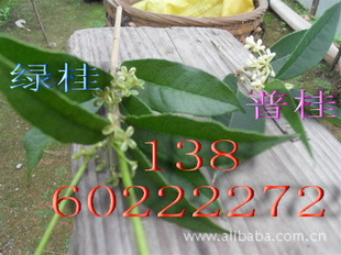 珍贵桂花品种---绿玲珑---绿桂花