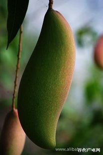 果树 果苗 芒果苗 象牙芒果苗 红象牙芒 嫁接芒果苗 优良品种