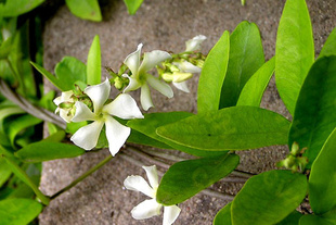 批发供应络石,别称: 石龙藤,万字花,万字茉莉