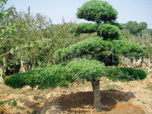 东莞市大岭山鸿盛花木园艺场销售造型罗汉松,塔形罗汉松