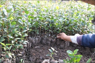 德昌公司良种油茶嫁接苗,容器嫁接苗,轻基质无纺布油茶容器苗