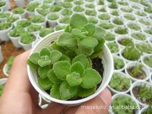多肉植物小盆栽供应 喷喷香 绿色观叶植物小盆栽批发 花卉盆景