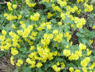 野生菊花 河南伏牛山区中药材野菊花 清肝明目 祛痘降火