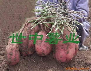 【世中薯业】供应脱毒高产高淀粉红薯种-豫薯王