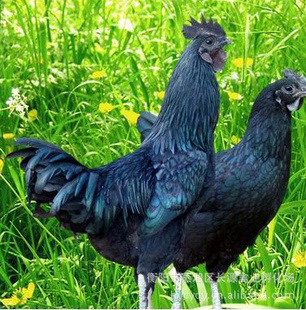专业养殖现货供应大量优质黑乌鸡 补充营养的上佳滋补品