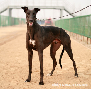 厂家批量生产 猎犬 灵缇狗 惠比特狗 格力犬 细狗 藏獒