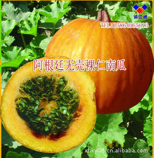 阿根廷无壳南瓜裸仁南瓜种子种植技术/特色南瓜种子