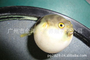 1.0元热销5cm河豚鱼苗,鲃鱼苗,鸡泡苗,暗纹东方鲀苗